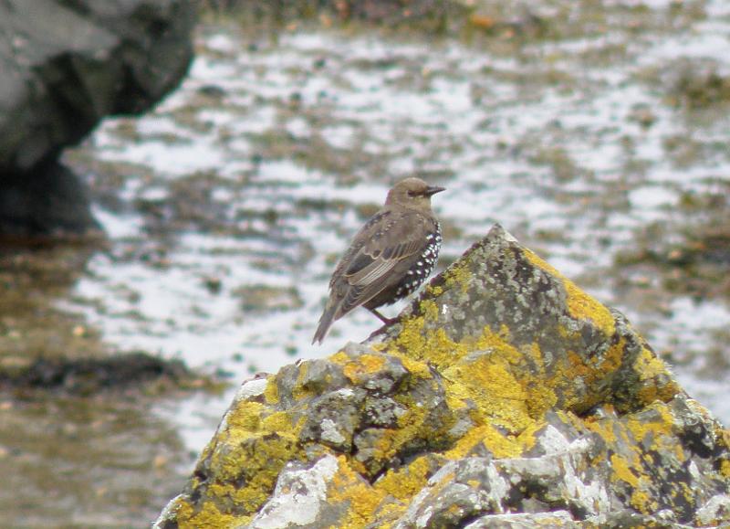 20100809g vogel staat niet in ons vogelboekje.JPG